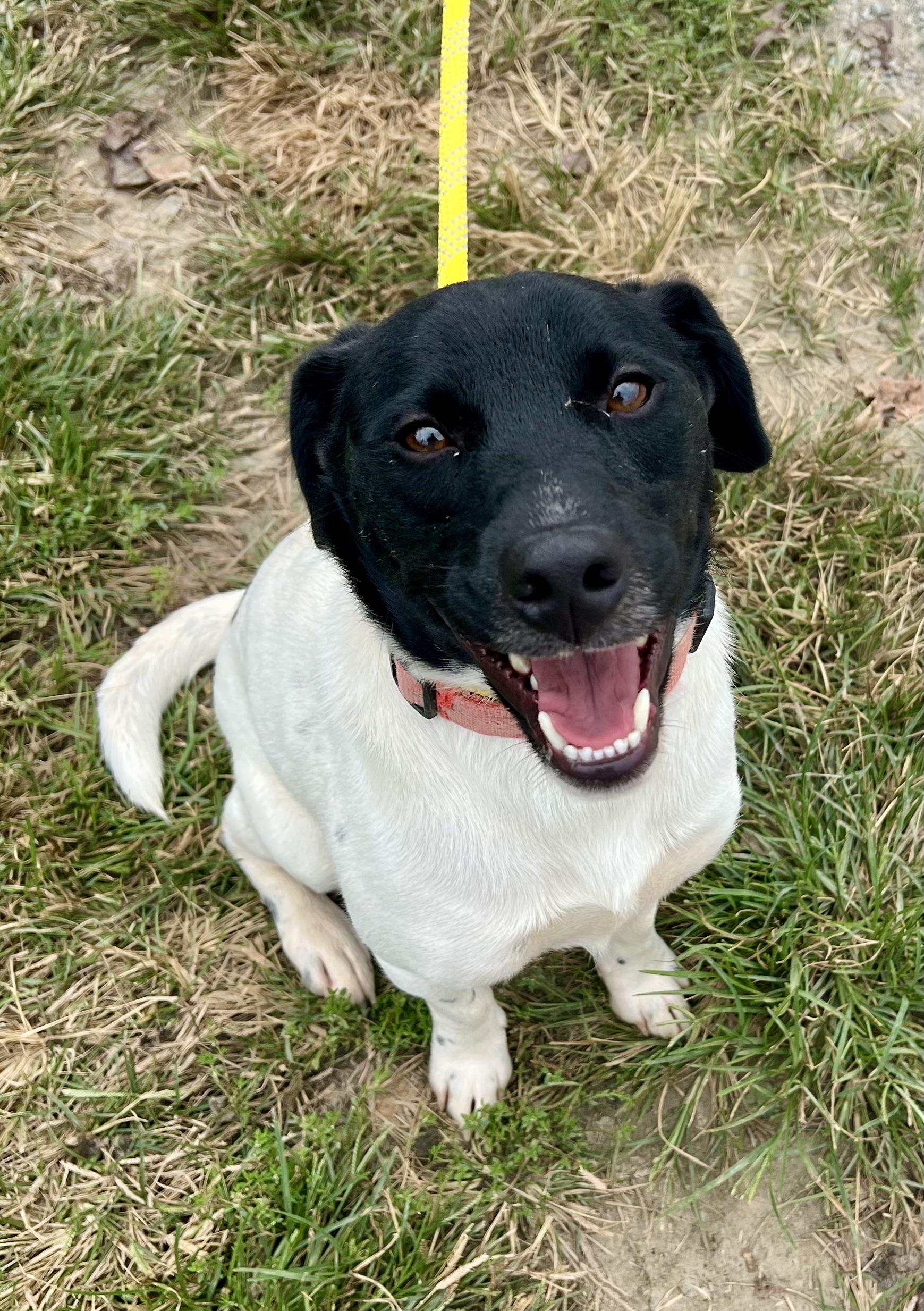 Enlarge Hooch, a Adoptable English Pointer in sparta, NC image 1/5