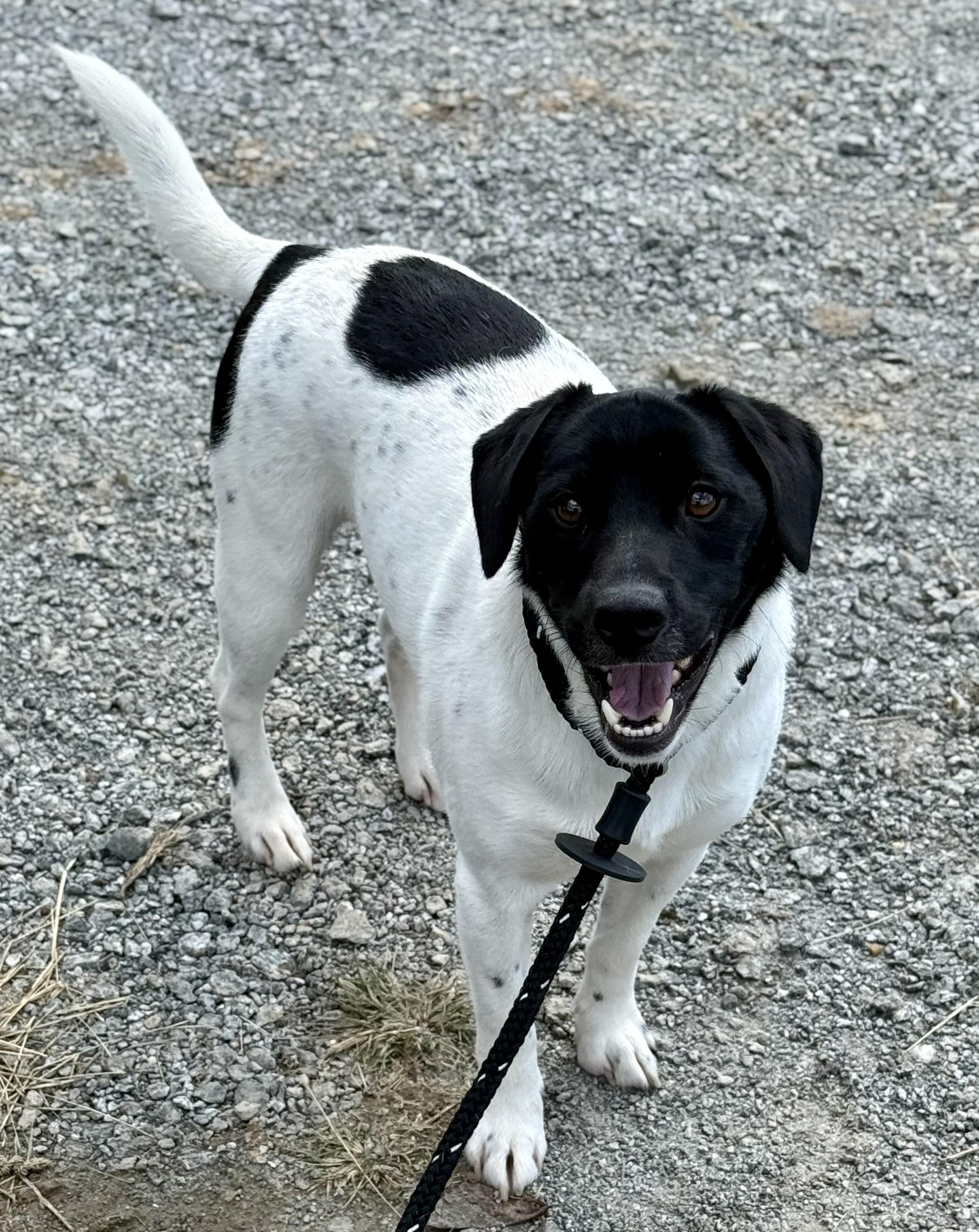 Enlarge Hooch, a Adoptable English Pointer in sparta, NC image 3/5