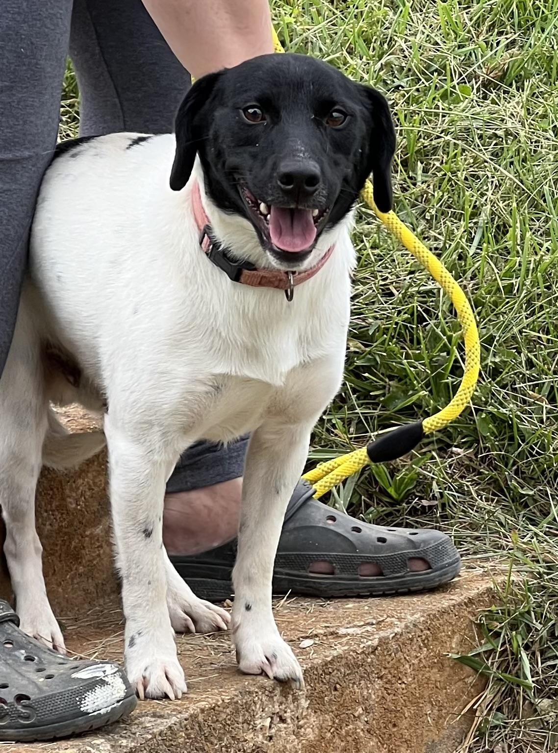 Enlarge Hooch, a Adoptable English Pointer in sparta, NC image 3/5