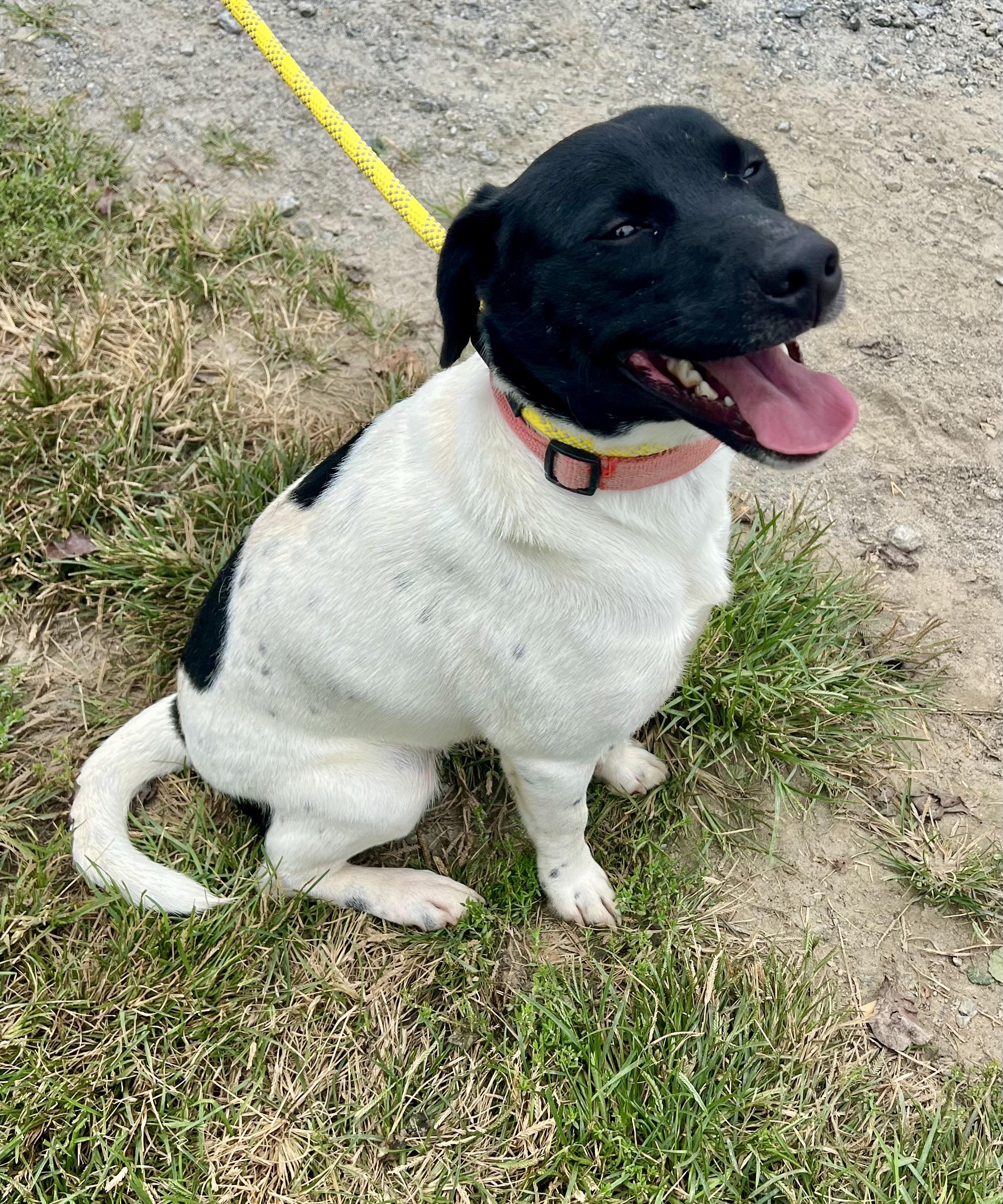Enlarge Hooch, a Adoptable English Pointer in sparta, NC image 4/5