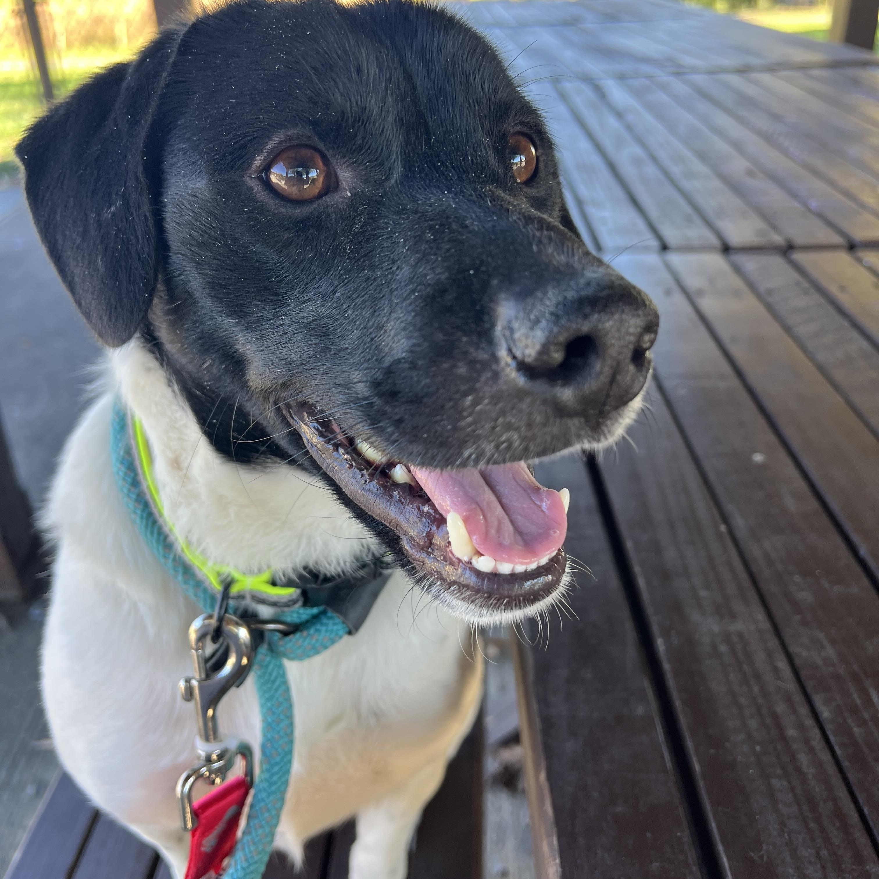Enlarge Hooch, a Adoptable English Pointer in sparta, NC image 1/5