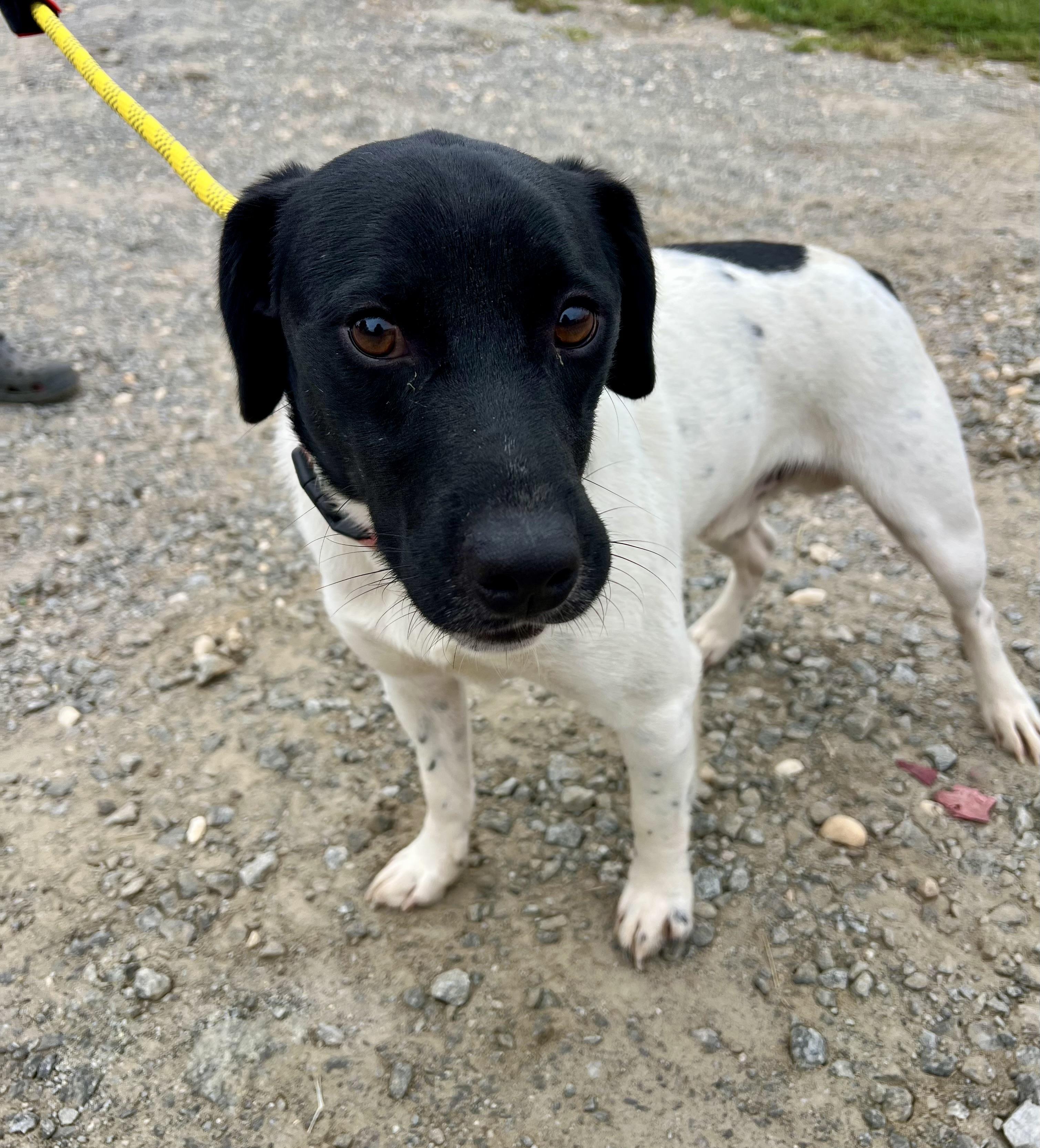 Enlarge Hooch, a Adoptable English Pointer in sparta, NC image 2/5
