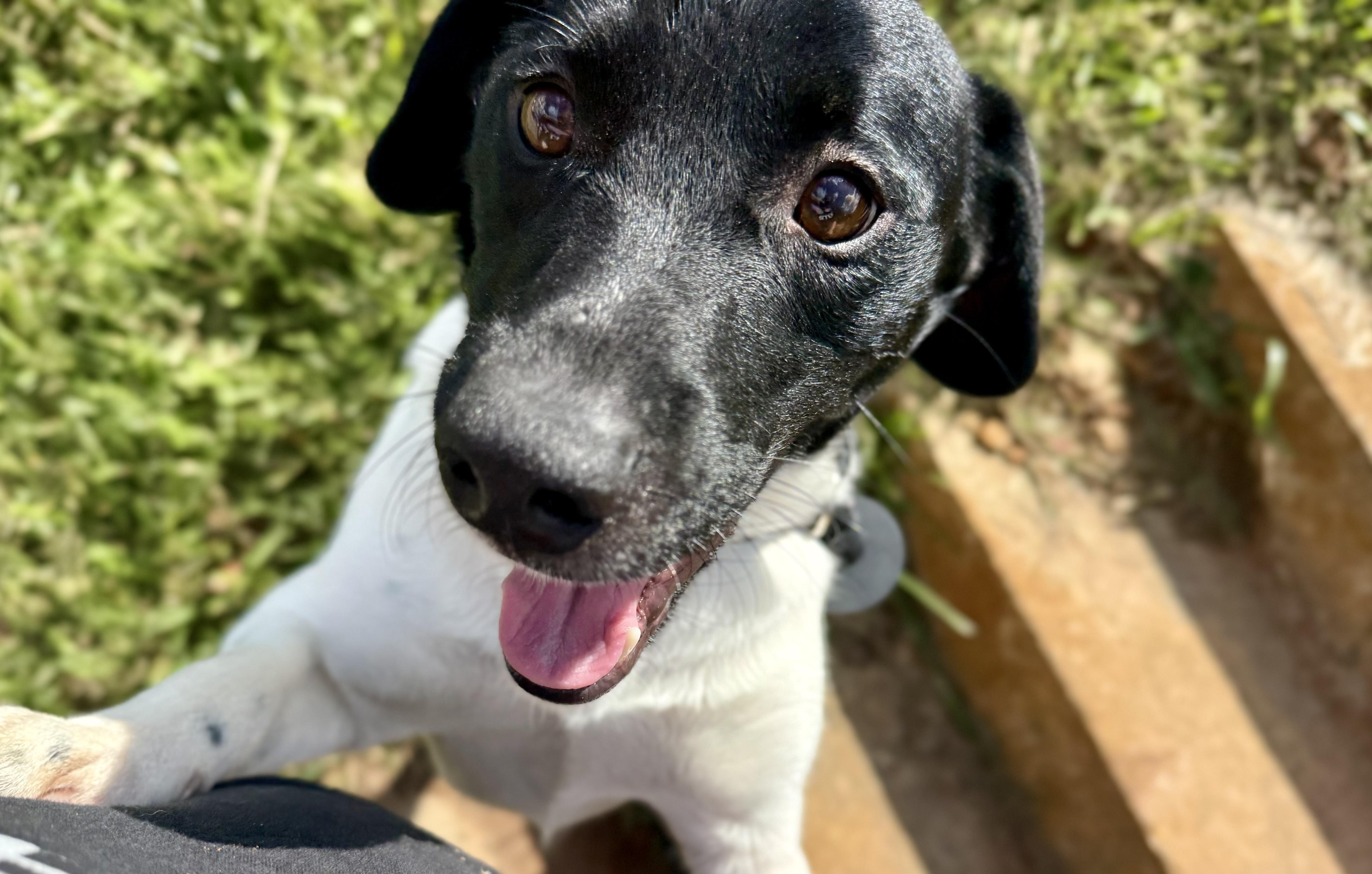 Enlarge Hooch, a Adoptable English Pointer in sparta, NC image 4/5