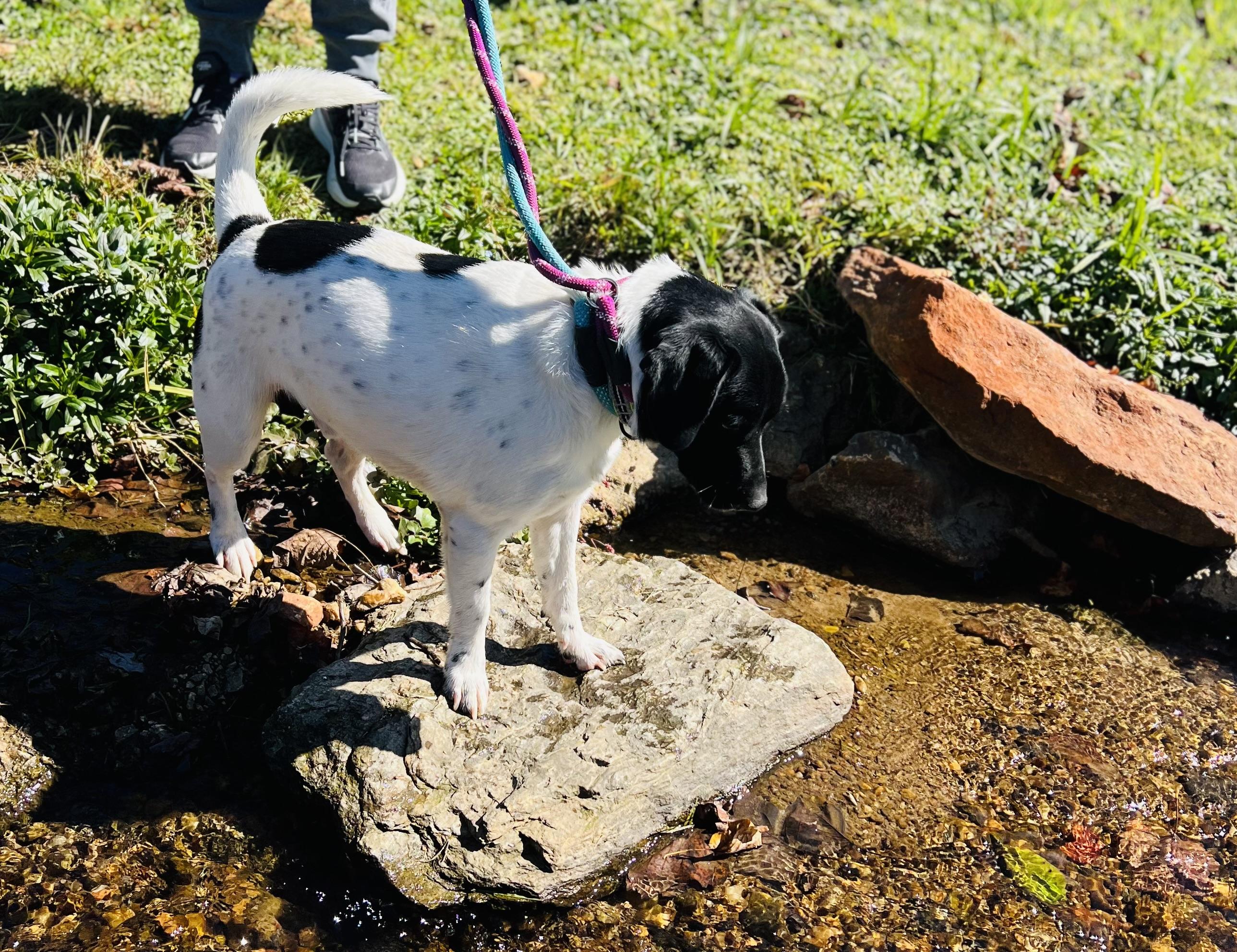 Enlarge Hooch, a Adoptable English Pointer in sparta, NC image 5/5