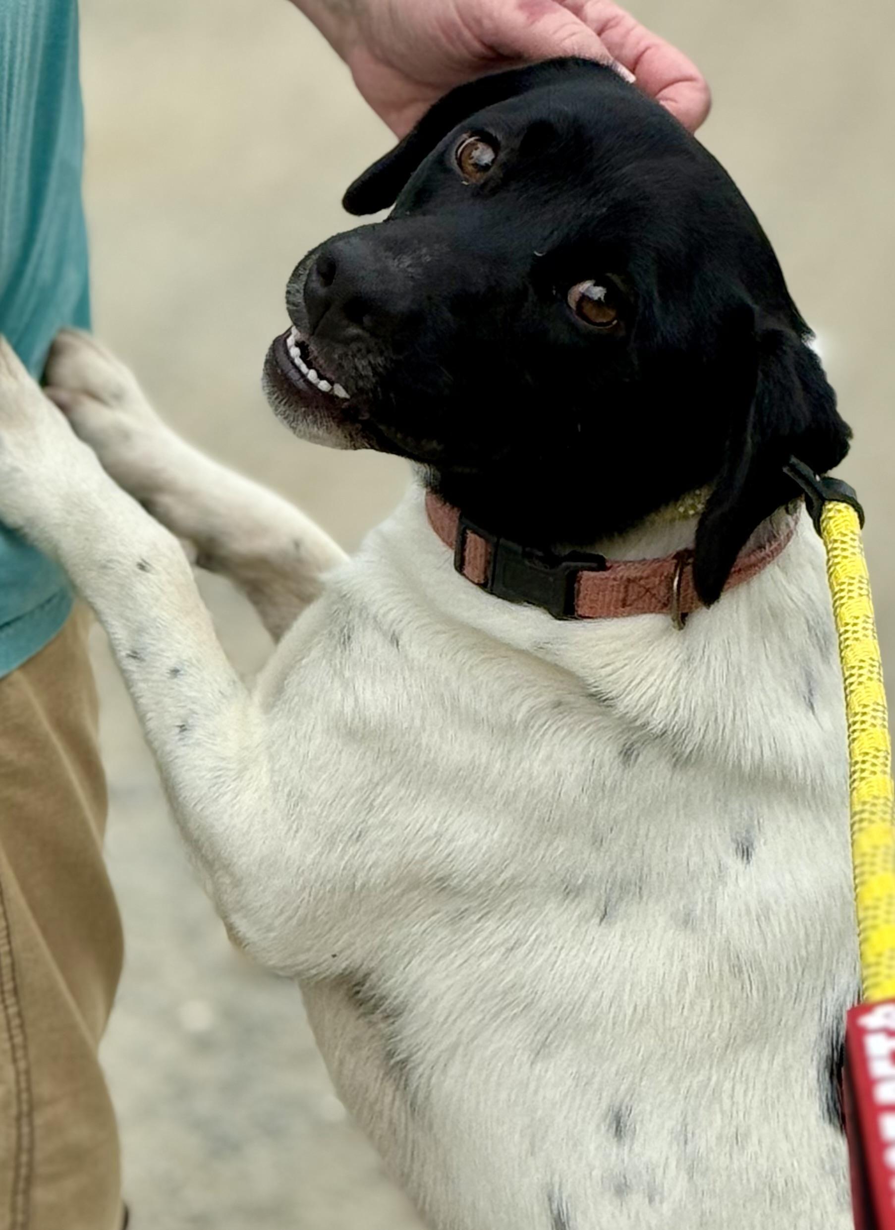 Enlarge Hooch, a Adoptable English Pointer in sparta, NC image 5/5