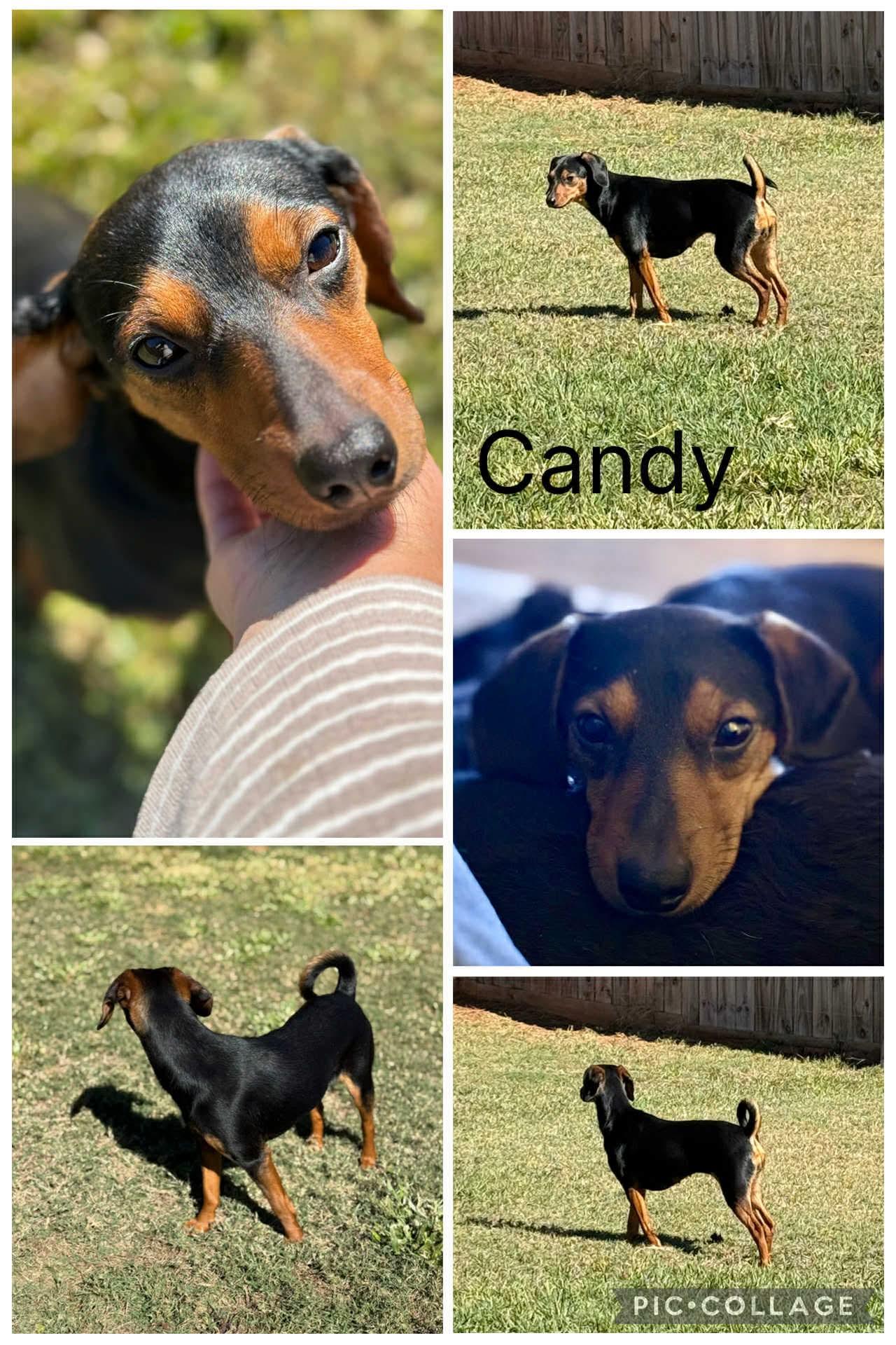 Candy, Adoptable, Young Female Dachshund.
