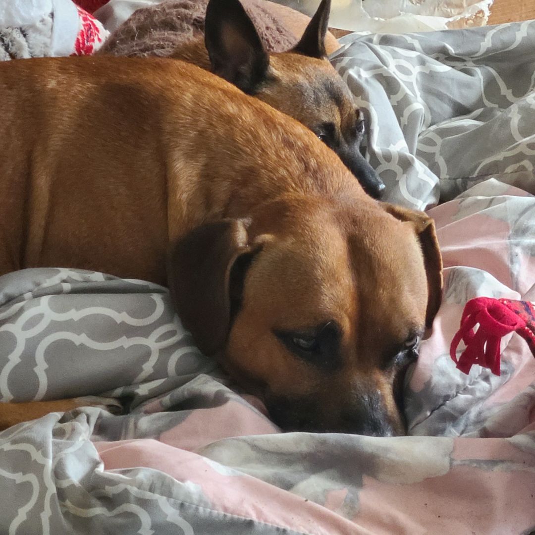 Buddy, a Adoptable mixed breed in Stockbridge, GA image 2/5