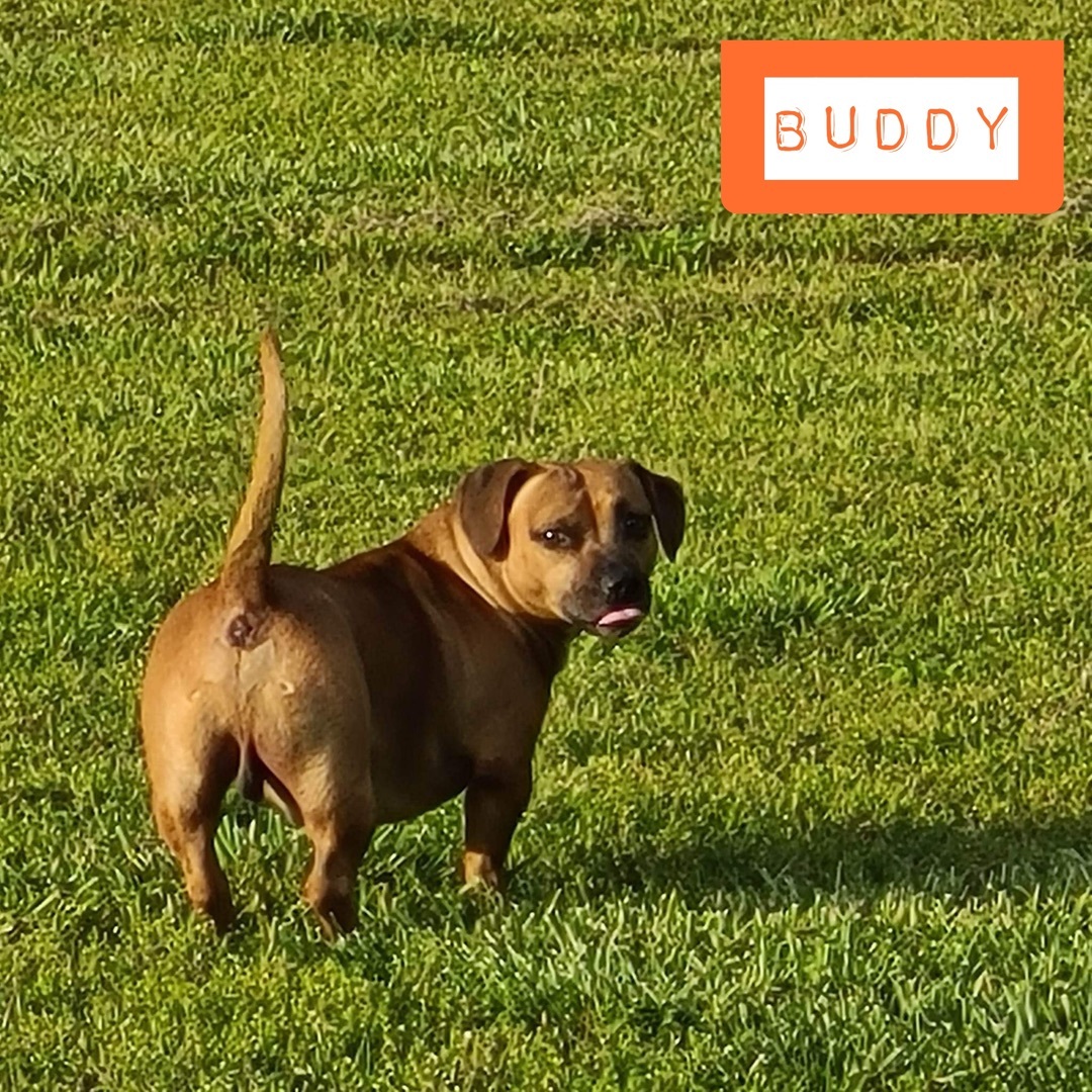 Buddy — thumbnail 2