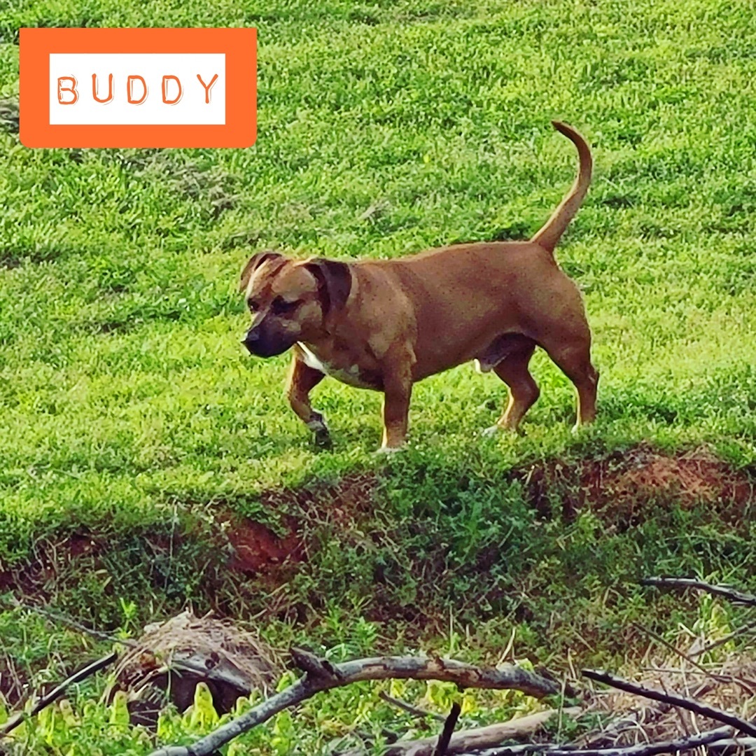 Buddy — thumbnail 3