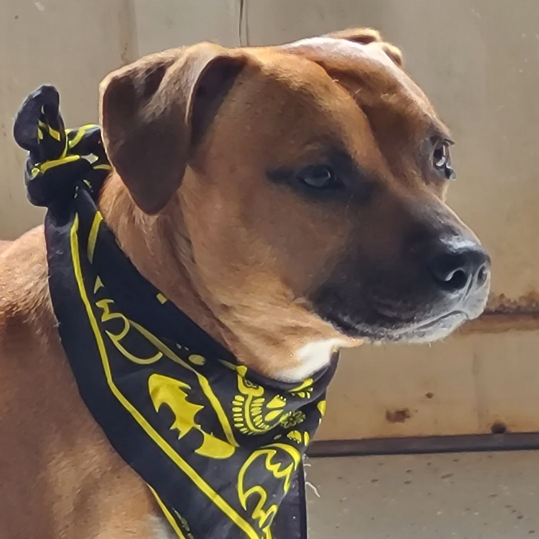 Buddy, a Adoptable mixed breed in Stockbridge, GA image 1/5