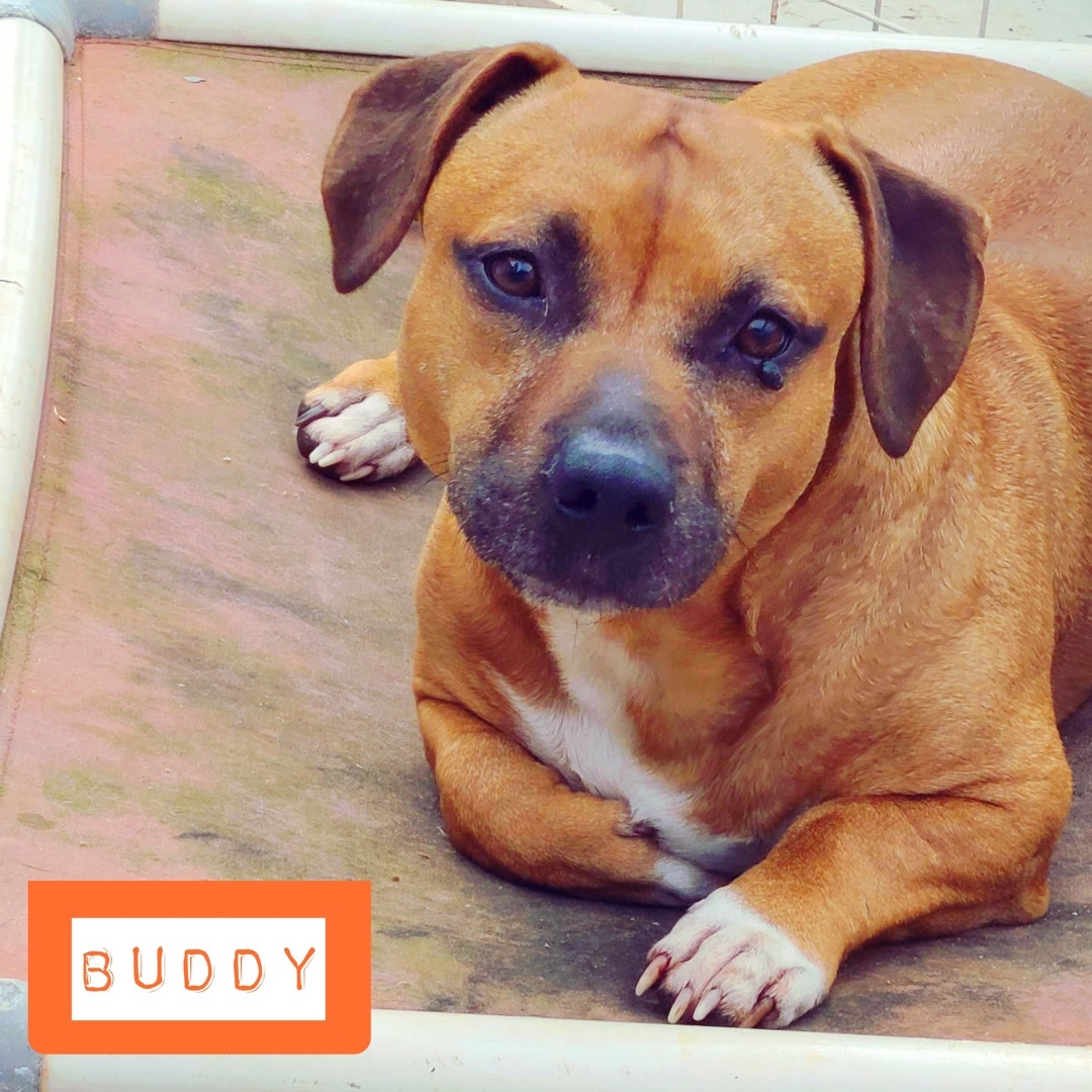 Buddy, a Adoptable mixed breed in Stockbridge, GA image 5/5