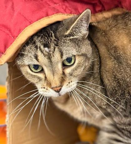 Oprah, a Adoptable mixed breed in Largo, FL image 1/3