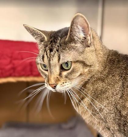 Enlarge Oprah, a Adoptable mixed breed in Largo, FL image 2/3