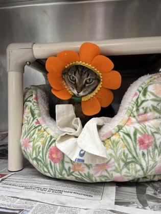 Oprah, Adoptable, Adult Female Domestic Short Hair & Domestic Short Hair.