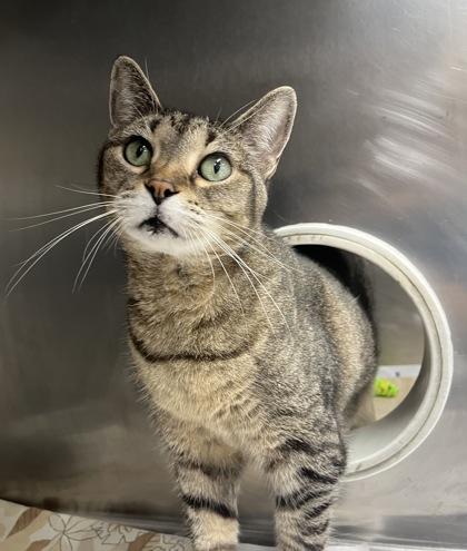 Enlarge Oprah, a Adoptable mixed breed in Largo, FL image 2/3