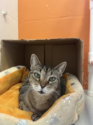 Enlarge Oprah, a Adoptable mixed breed in Largo, FL image 3/3
