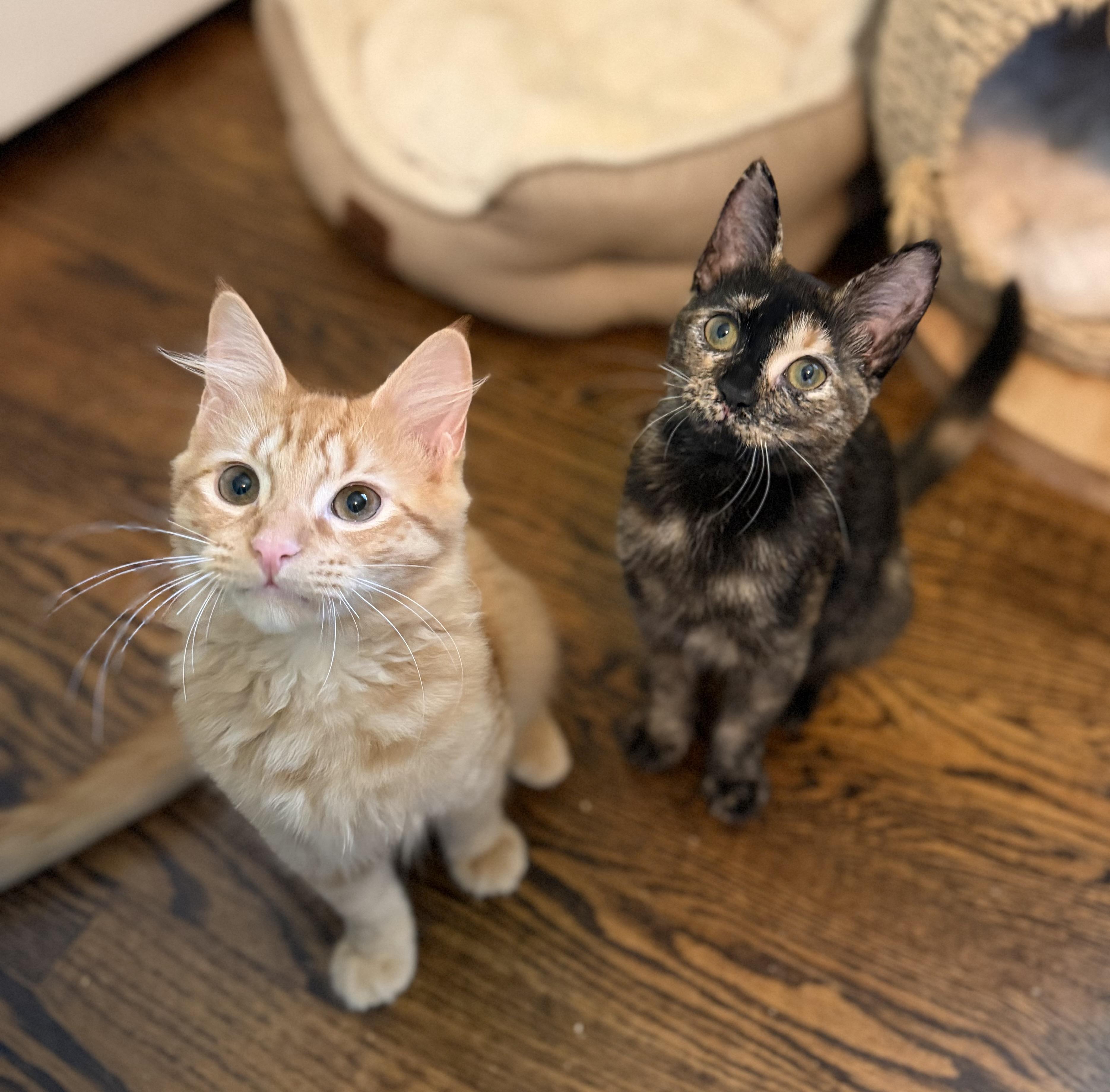 Mochi, a ADOPTABLE Tortoiseshell in Hixson, TN image 3/3