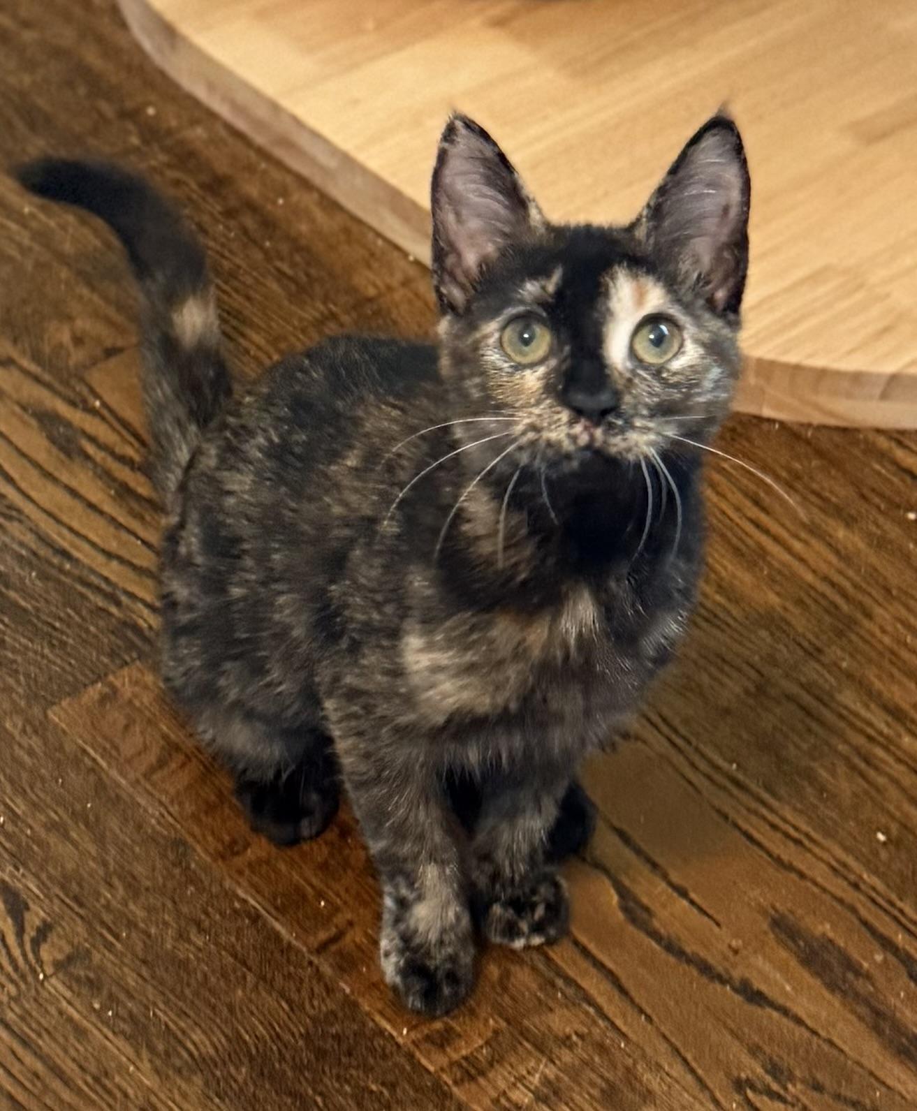 Mochi, ADOPTABLE, Kitten Female Tortoiseshell.