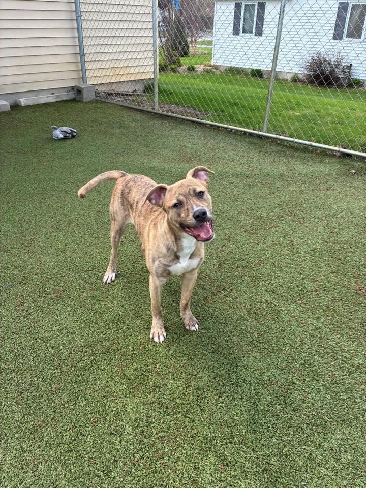 Enlarge Duke , a ADOPTABLE mixed breed in Traverse City, MI image 1/1