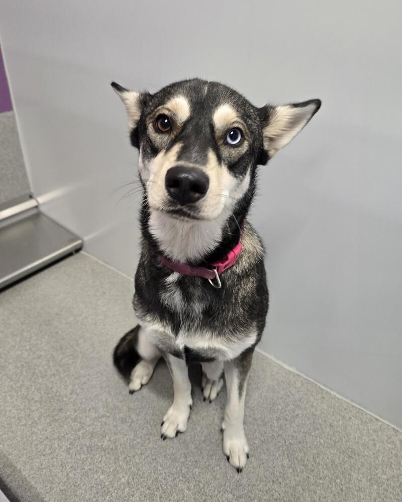Enlarge Emery, a Adoptable mixed breed in Wellington, KS image 1/4
