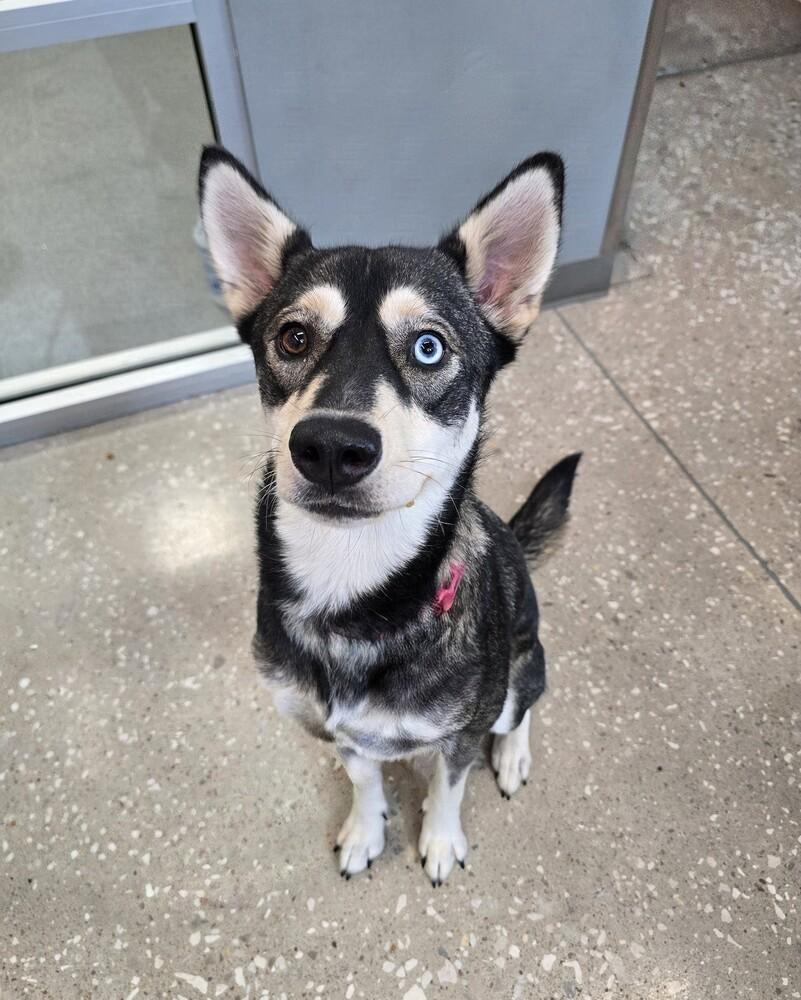 Enlarge Emery, a Adoptable mixed breed in Wellington, KS image 2/4