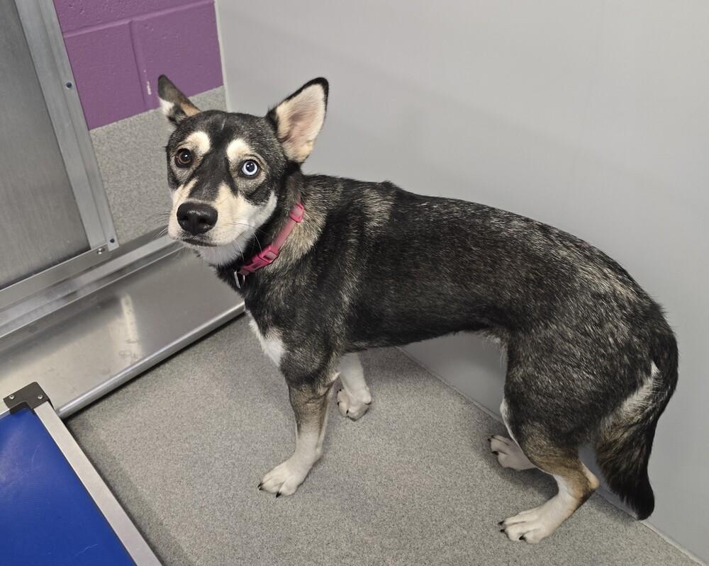 Enlarge Emery, a Adoptable mixed breed in Wellington, KS image 3/4