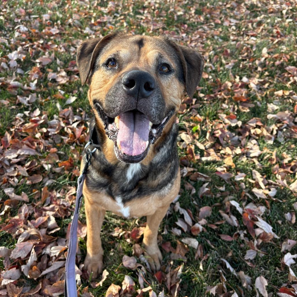 Bronco, Adoptable, Adult Male German Shepherd Dog & Bullmastiff.