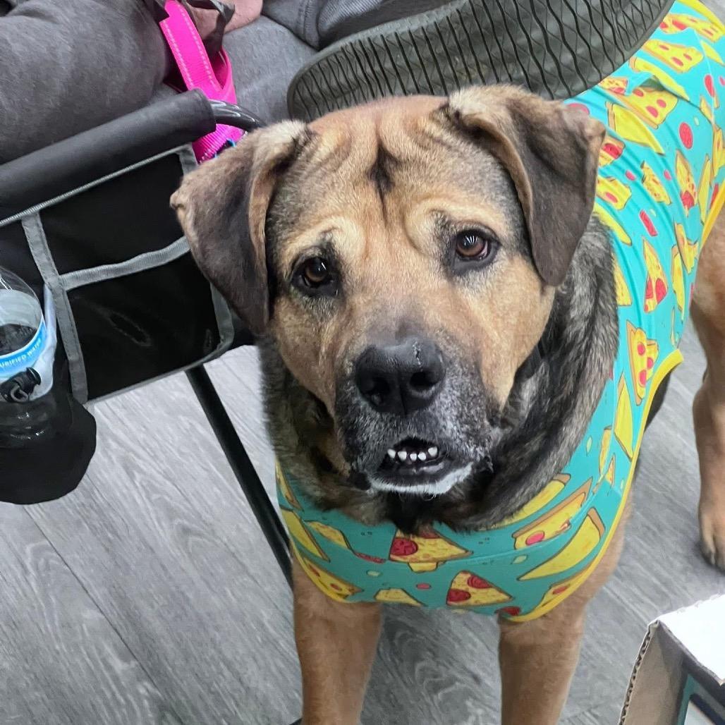 Enlarge Bronco, a Adoptable mixed breed in Shawnee, KS image 4/6