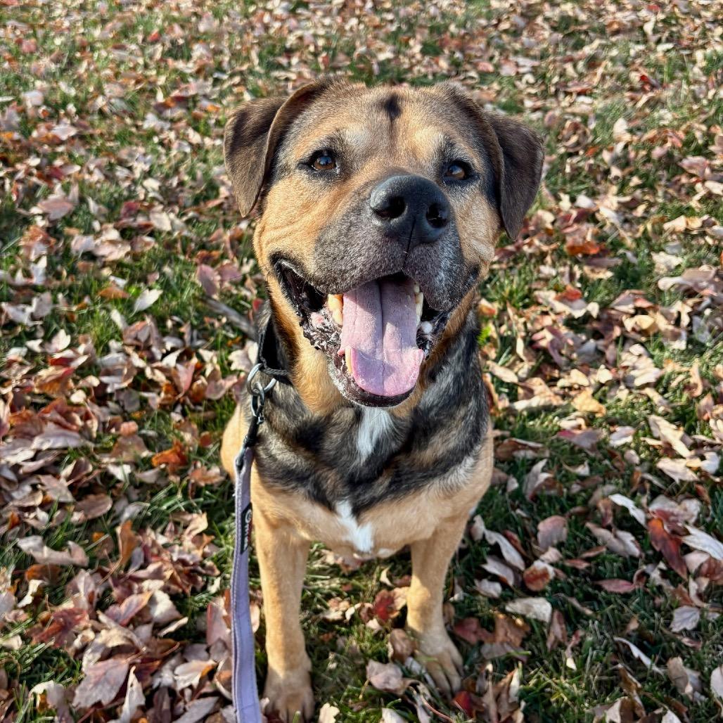 Bronco, a Adoptable mixed breed in Shawnee, KS image 2/6