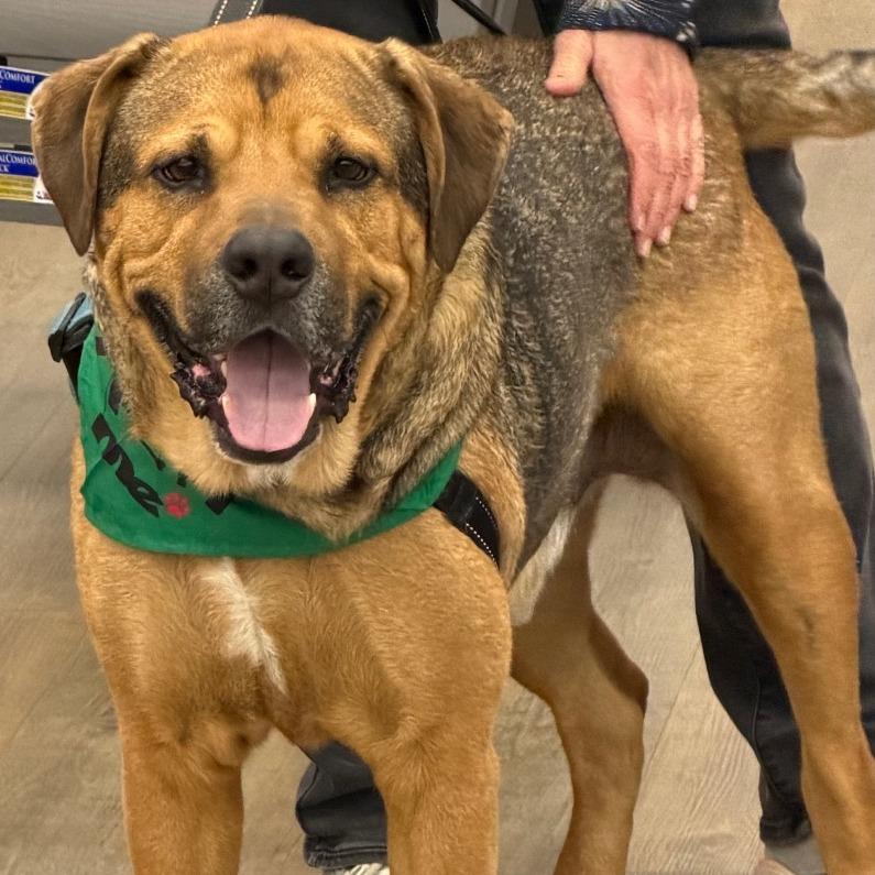 Bronco, a Adoptable mixed breed in Shawnee, KS image 3/6