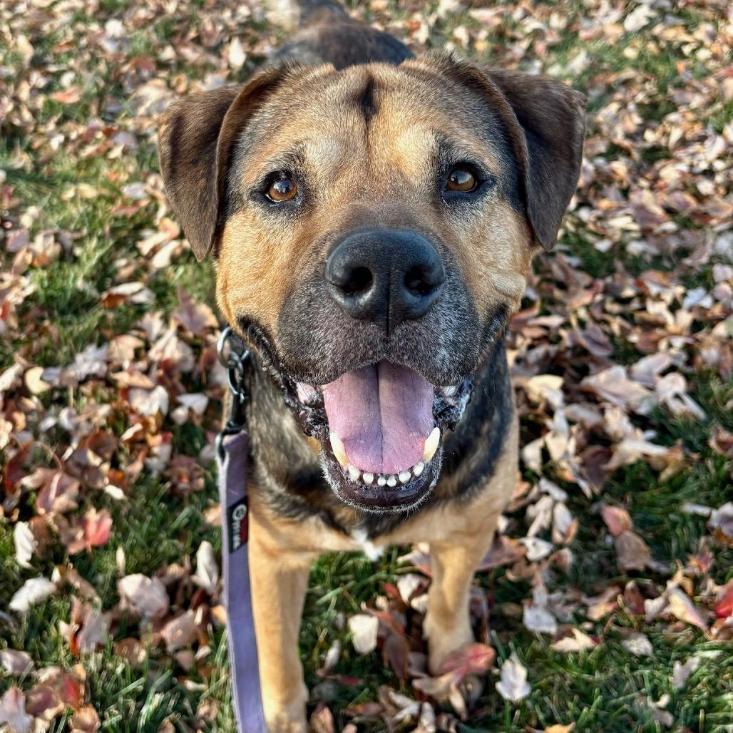 Bronco, a Adoptable mixed breed in Shawnee, KS image 6/6