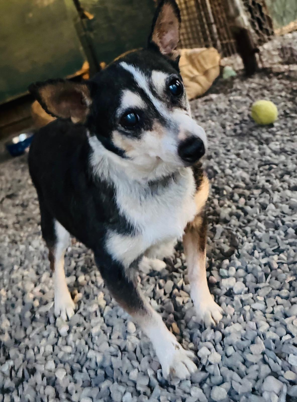 Desi, an adoptable Chihuahua in Durango, CO, 81301 | Photo Image 1