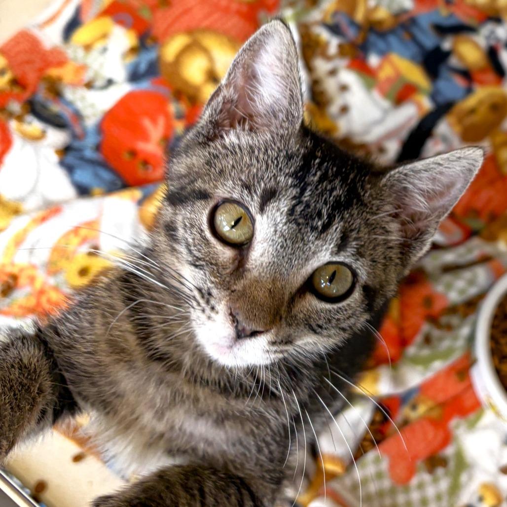 Sesame (26-2C-3), Adoptable, Kitten Male Domestic Short Hair.