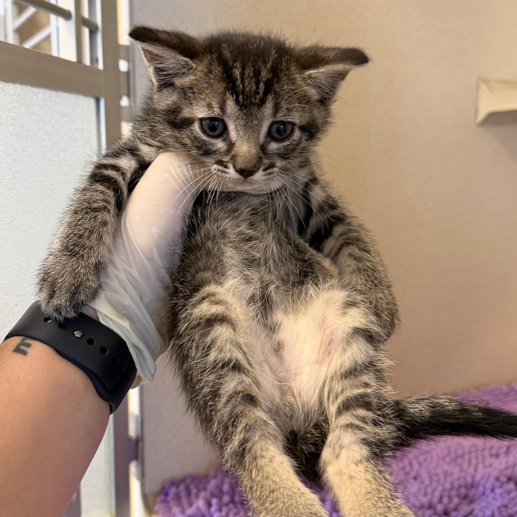 Sesame (26-2C-3), a Adoptable Domestic Short Hair in Rifle, CO image 2/3