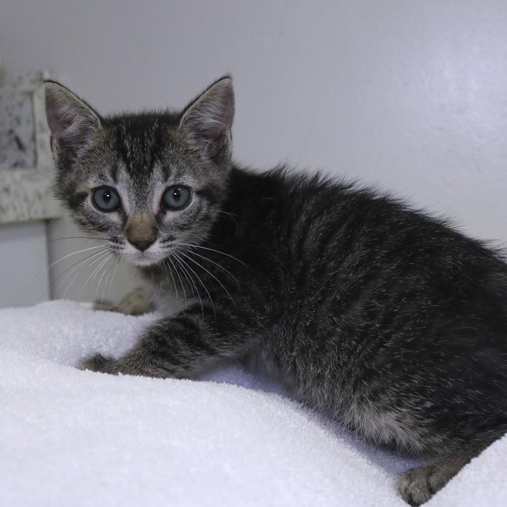 Sesame (26-2C-3), a Adoptable Domestic Short Hair in Rifle, CO image 3/3