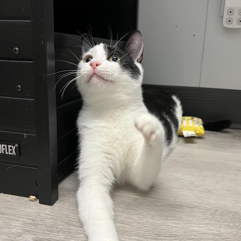 Enlarge Ozzy, a Adoptable Domestic Short Hair in Abbotsford, BC image 1/6