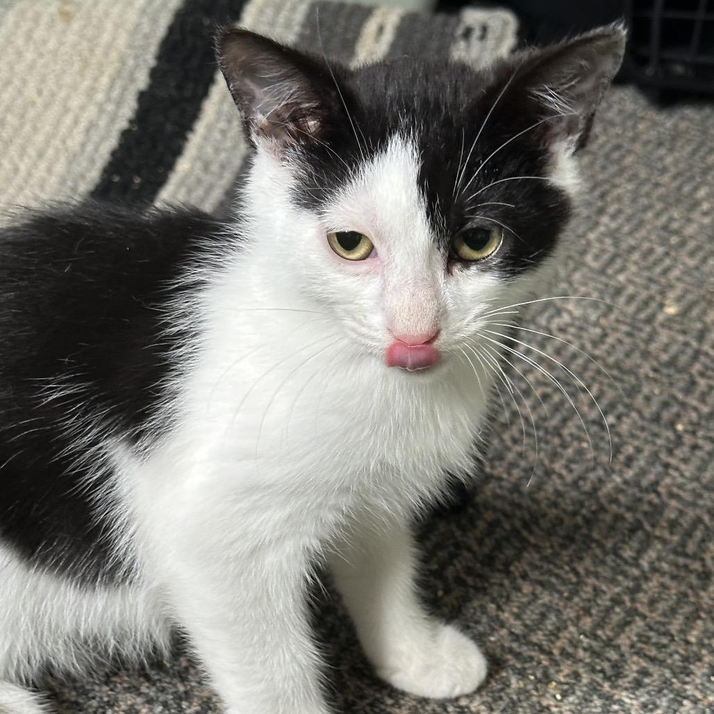 Enlarge Ozzy, a Adoptable Domestic Short Hair in Abbotsford, BC image 2/6