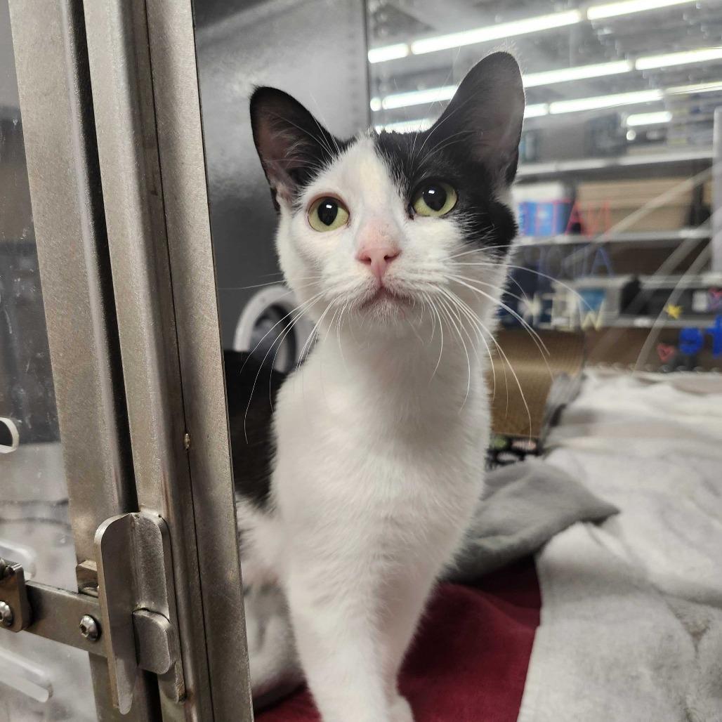 Enlarge Ozzy, a Adoptable Domestic Short Hair in Abbotsford, BC image 3/6