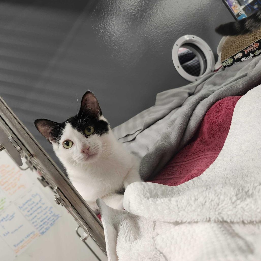 Enlarge Ozzy, a Adoptable Domestic Short Hair in Abbotsford, BC image 5/6
