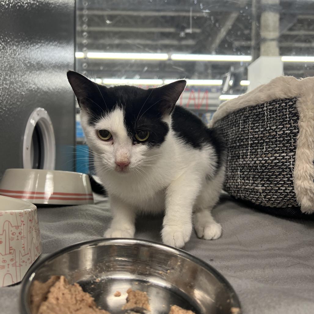 Enlarge Ozzy, a Adoptable Domestic Short Hair in Abbotsford, BC image 6/6