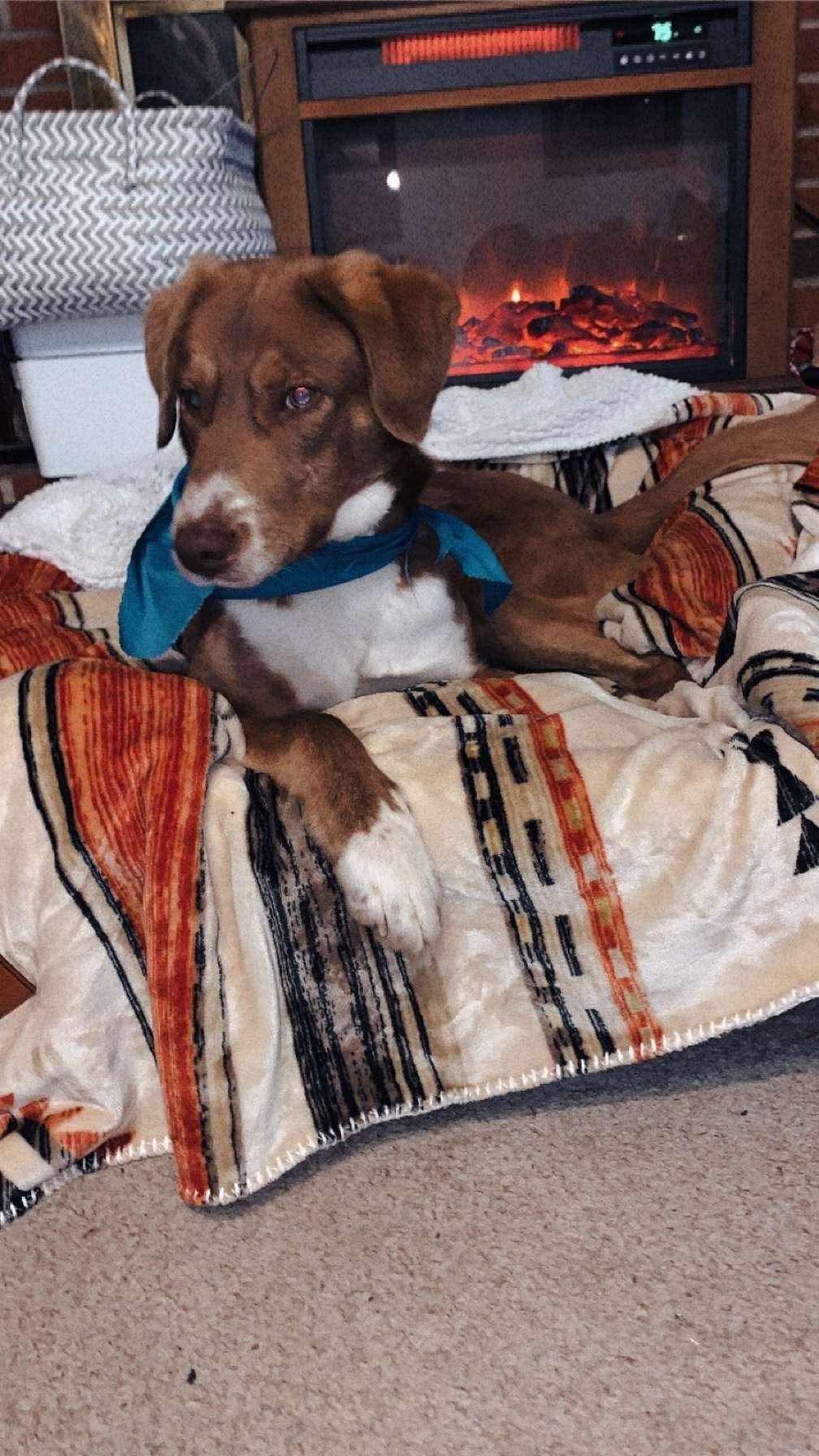 Georgie, Adopted, Adult Male Australian Shepherd & Great Pyrenees.