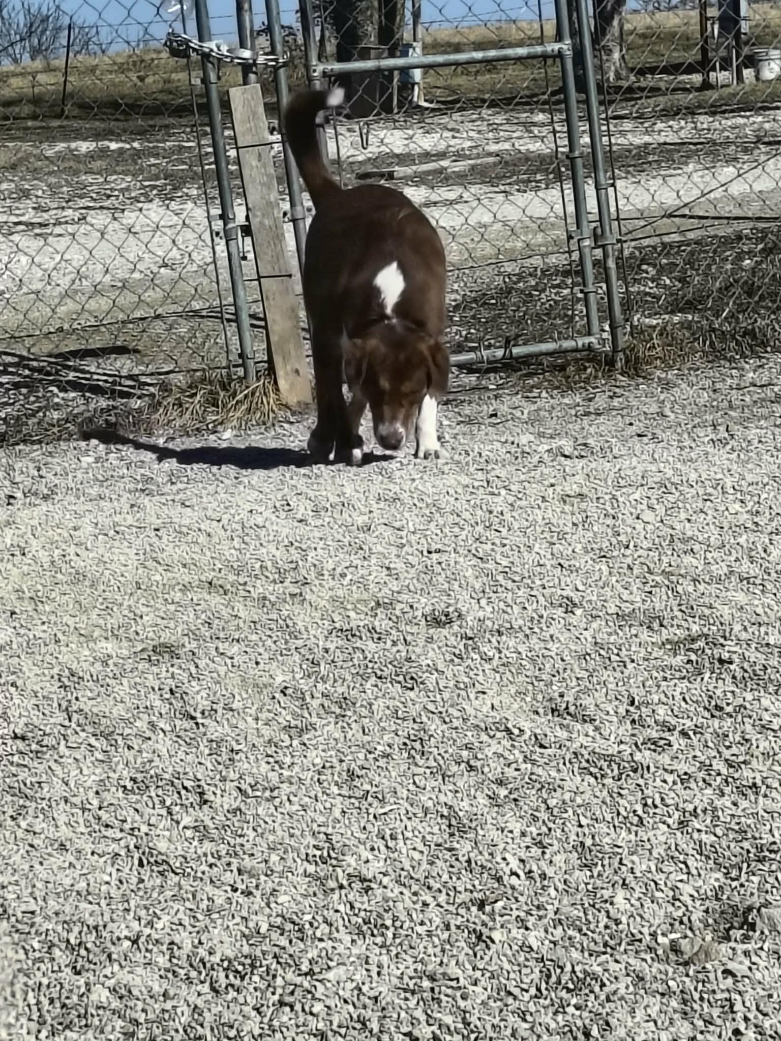 Enlarge Georgie, a Adopted mixed breed in Stover, MO image 2/3