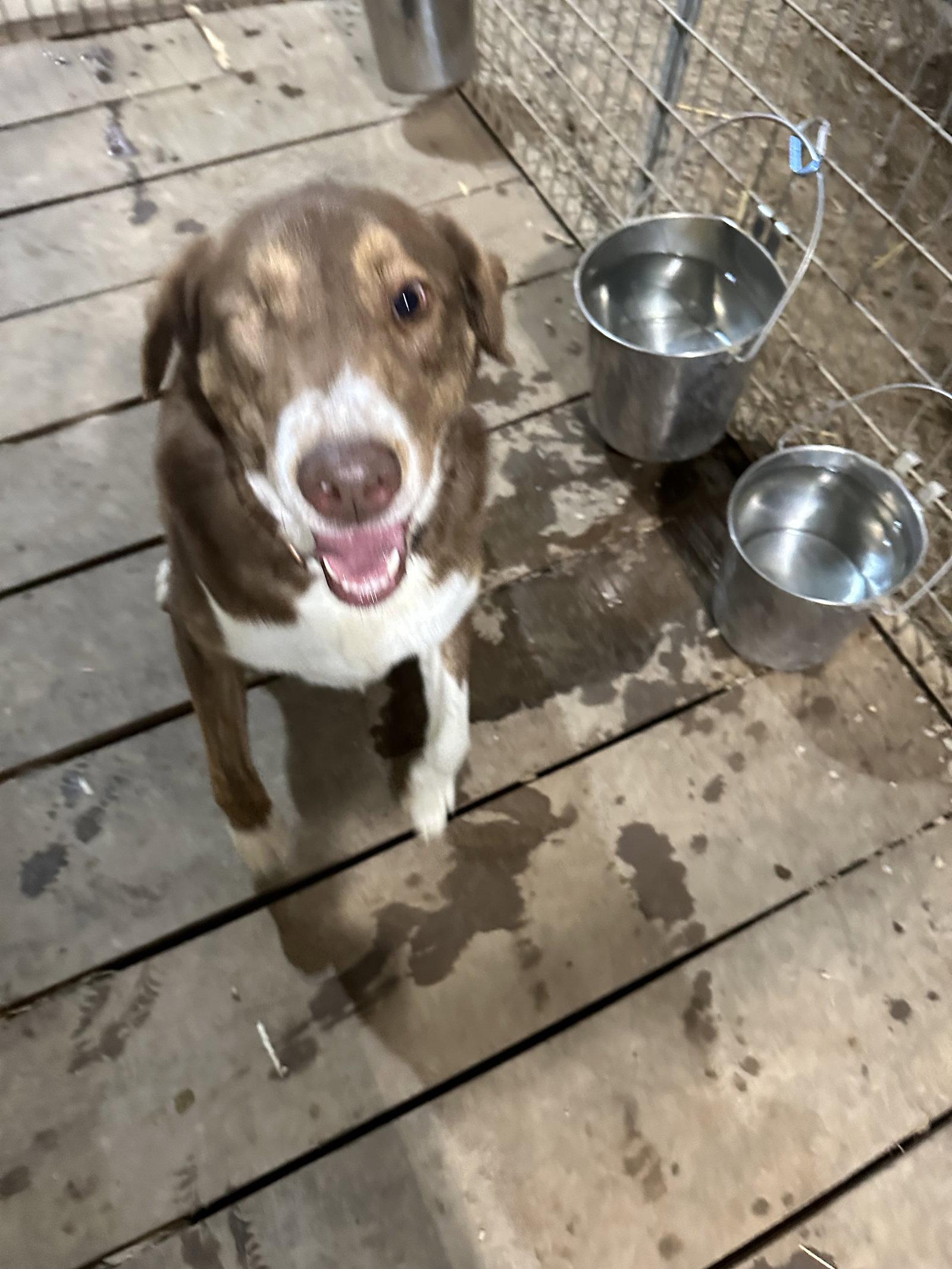 Enlarge Georgie, a Adopted mixed breed in Stover, MO image 3/3