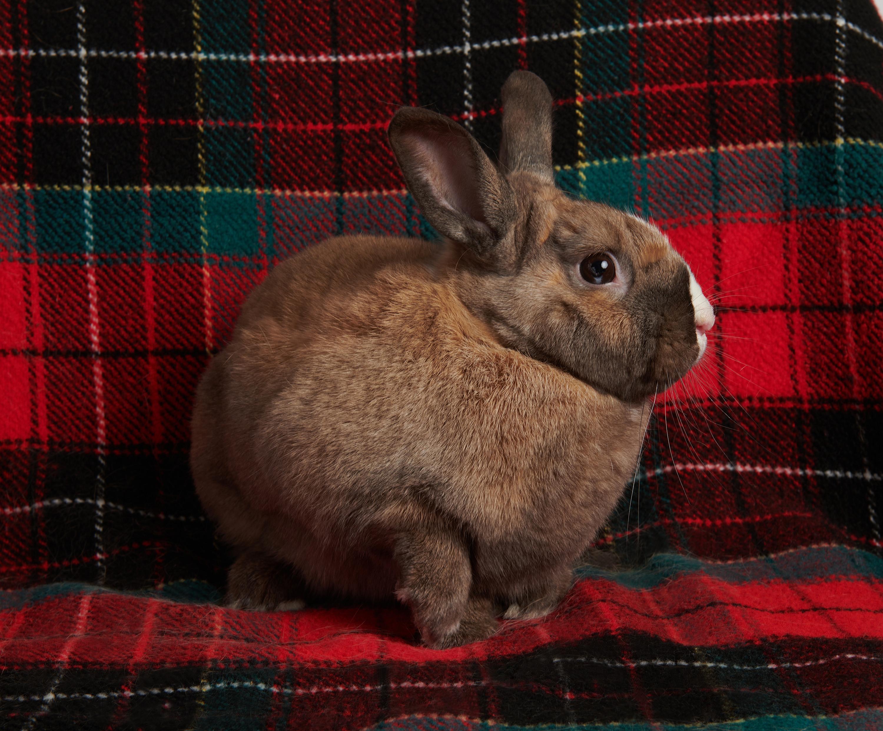 Dunkel, a Adoptable mixed breed in Coralville, IA image 1/6