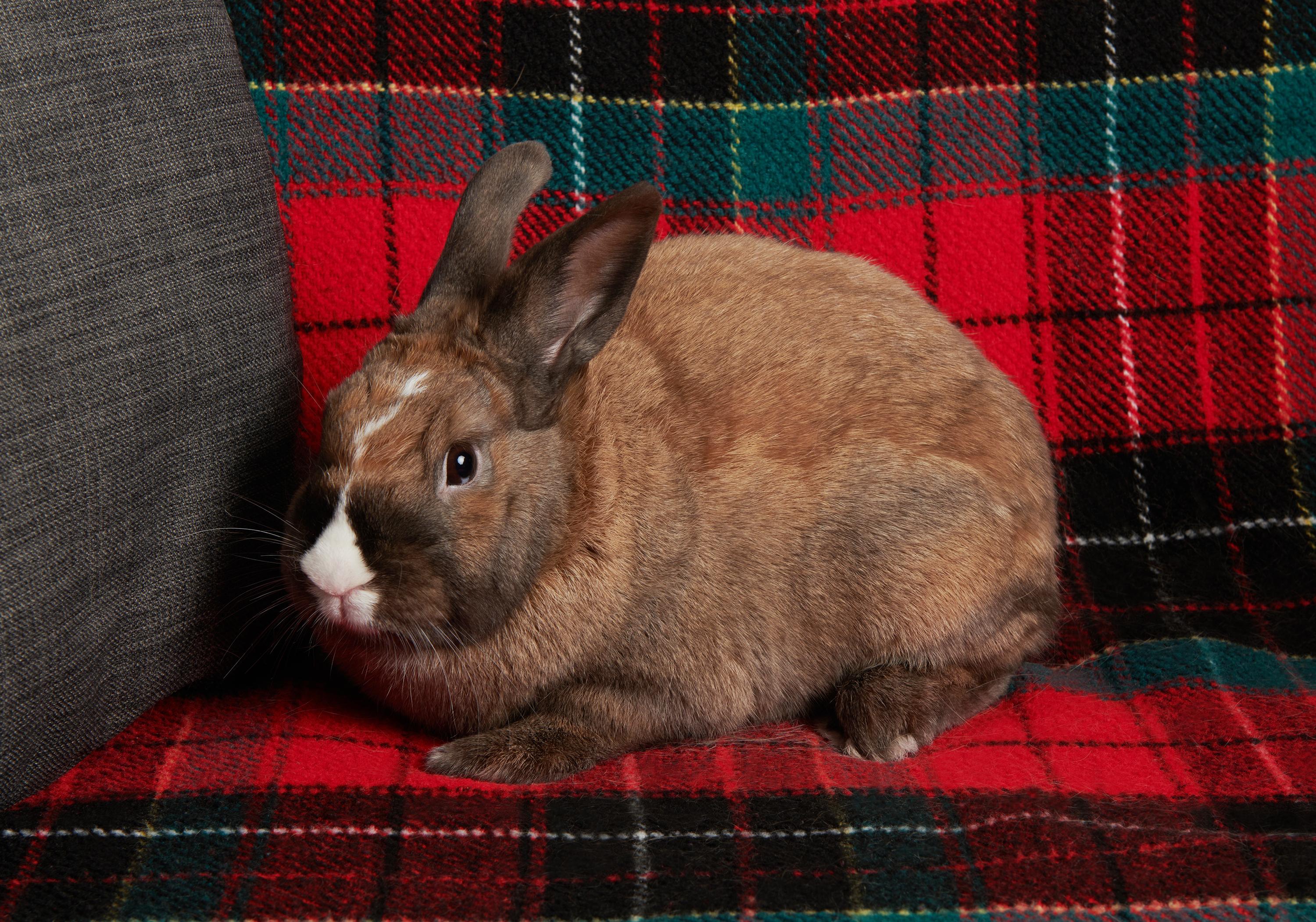 Dunkel, a Adoptable mixed breed in Coralville, IA image 2/6