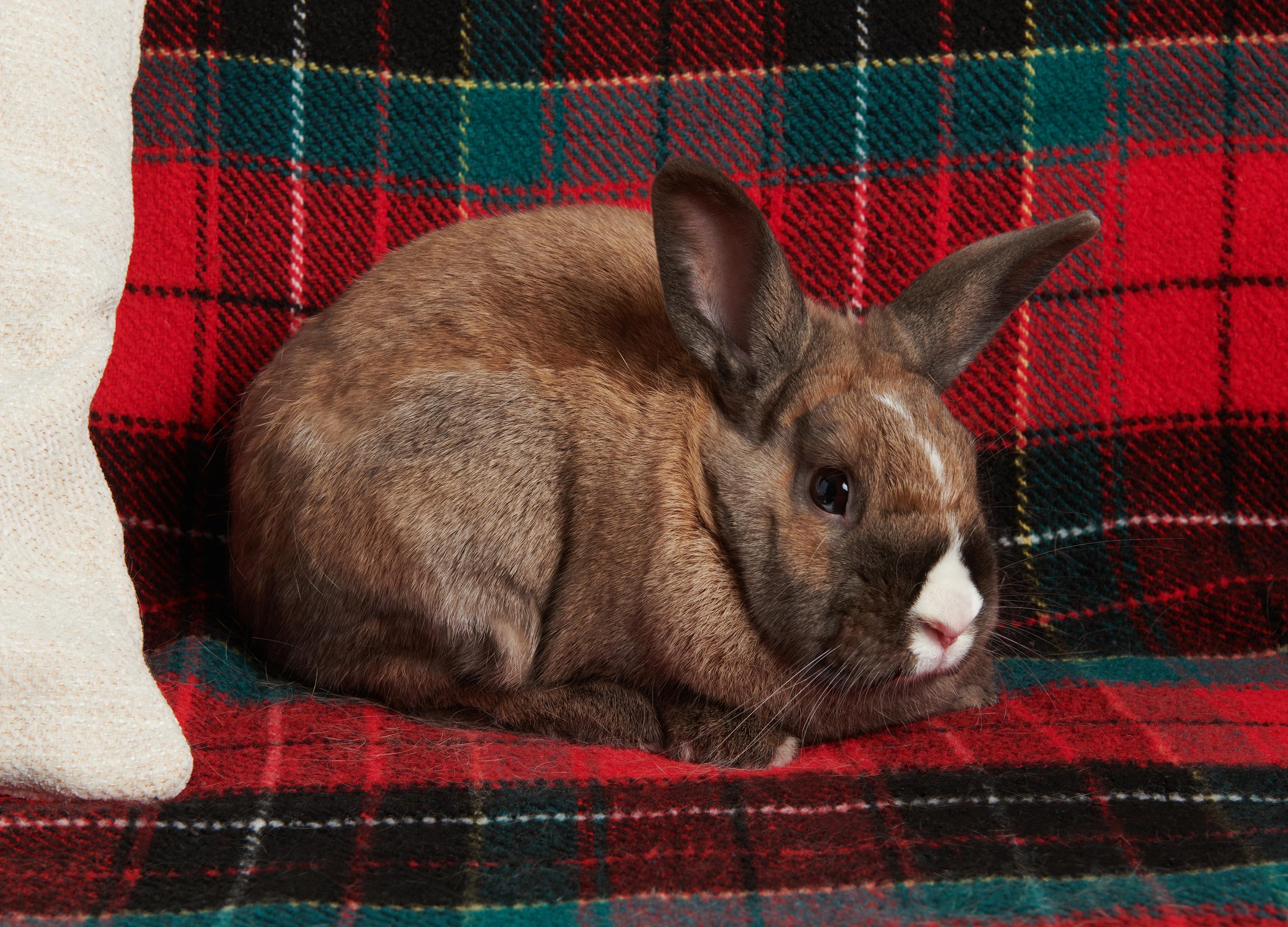 Dunkel, a Adoptable mixed breed in Coralville, IA image 3/6
