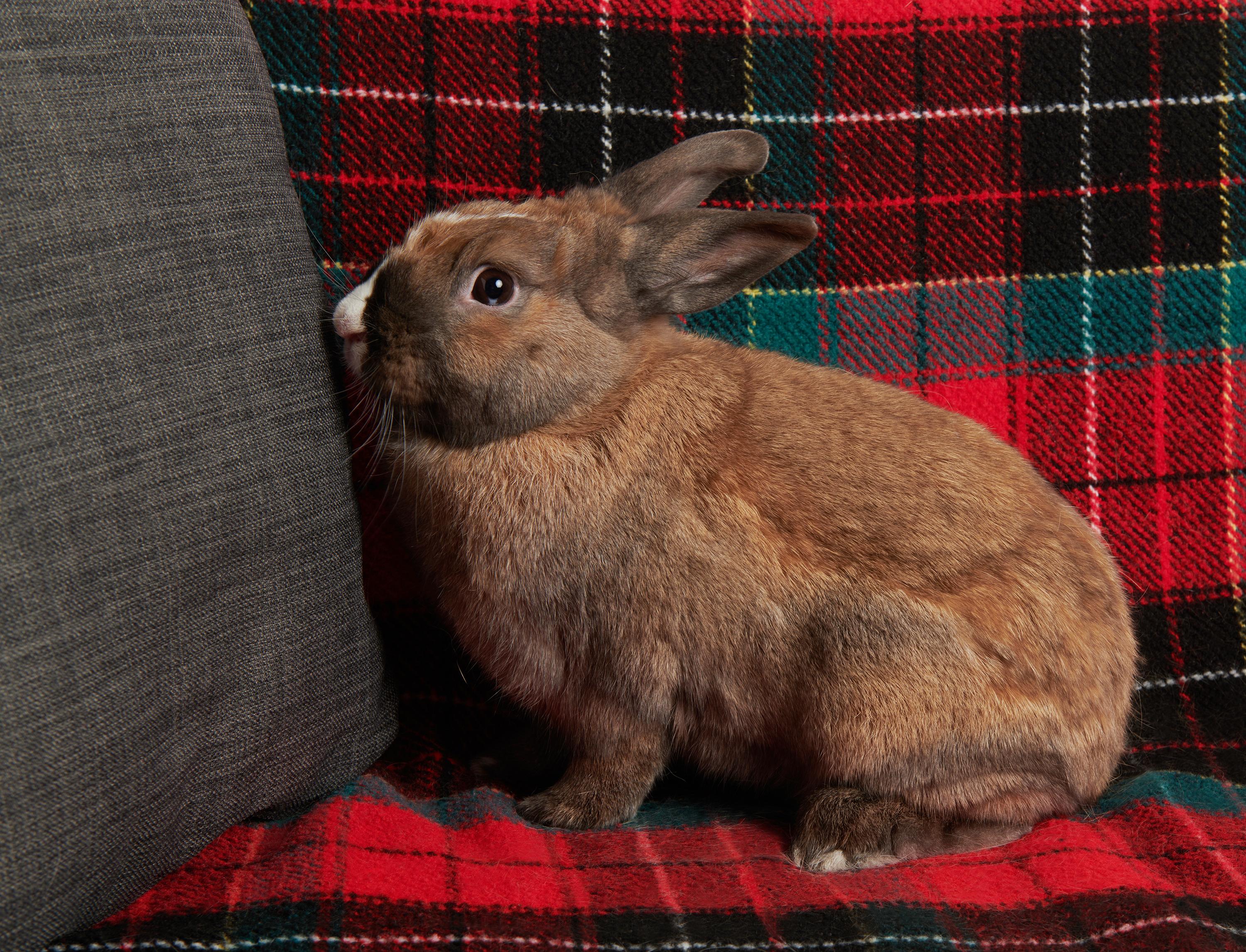 Dunkel, a Adoptable mixed breed in Coralville, IA image 6/6