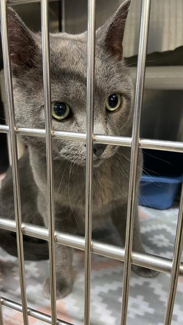 Monte, Adopted, Senior Male Domestic Short Hair.