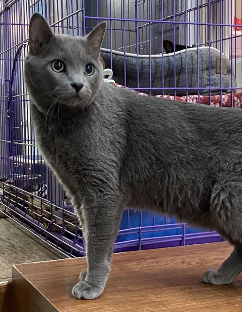 Enlarge Monte, a Adopted mixed breed in Virginia, MN image 2/5