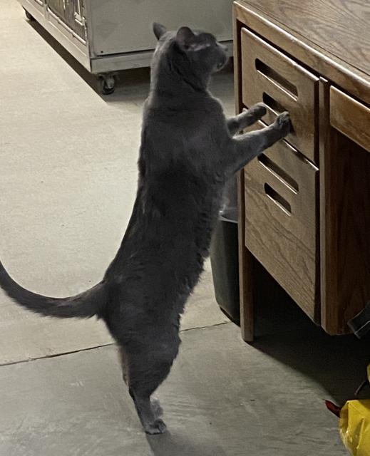 Enlarge Monte, a Adopted mixed breed in Virginia, MN image 3/5